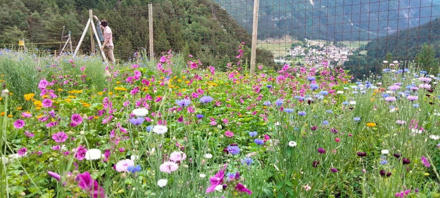 Agriturismo Borgo Damos Villa Valle di Cadore Bagian luar foto