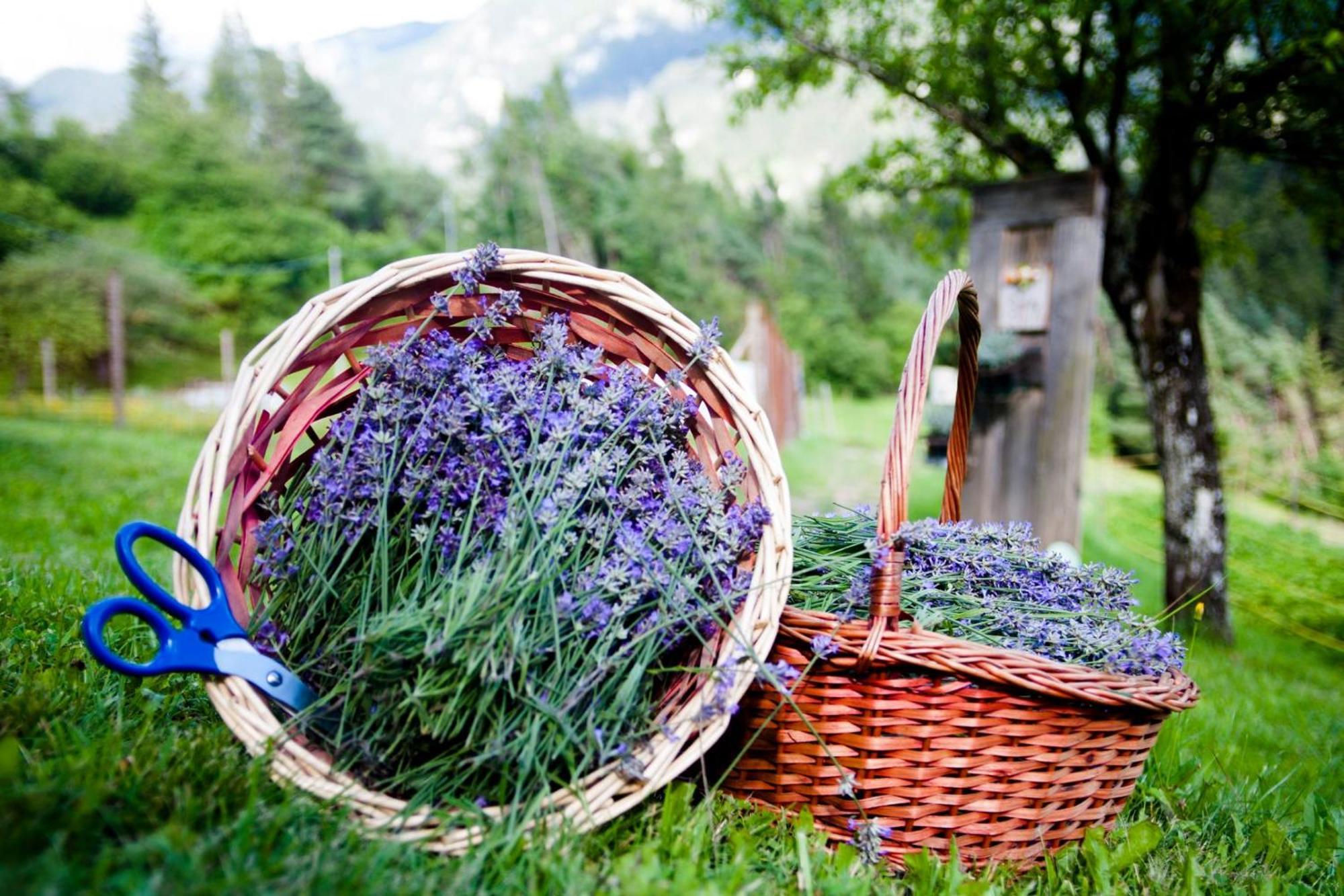 Agriturismo Borgo Damos Villa Valle di Cadore Bagian luar foto