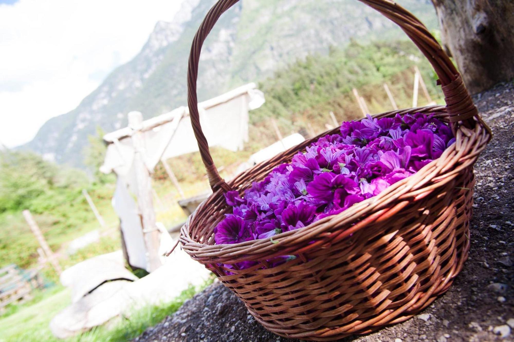 Agriturismo Borgo Damos Villa Valle di Cadore Bagian luar foto